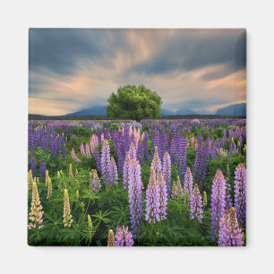 Imã Campo do Lupin em Nova Zelândia