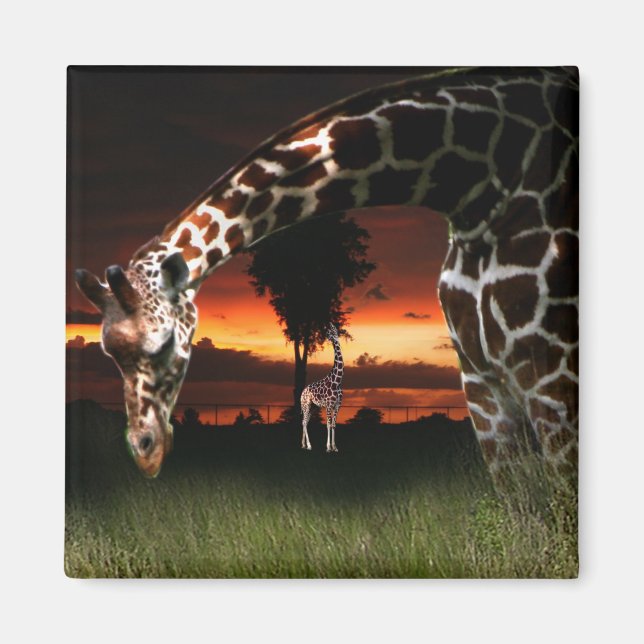 Imã Campo Escolar Africano (Frente)