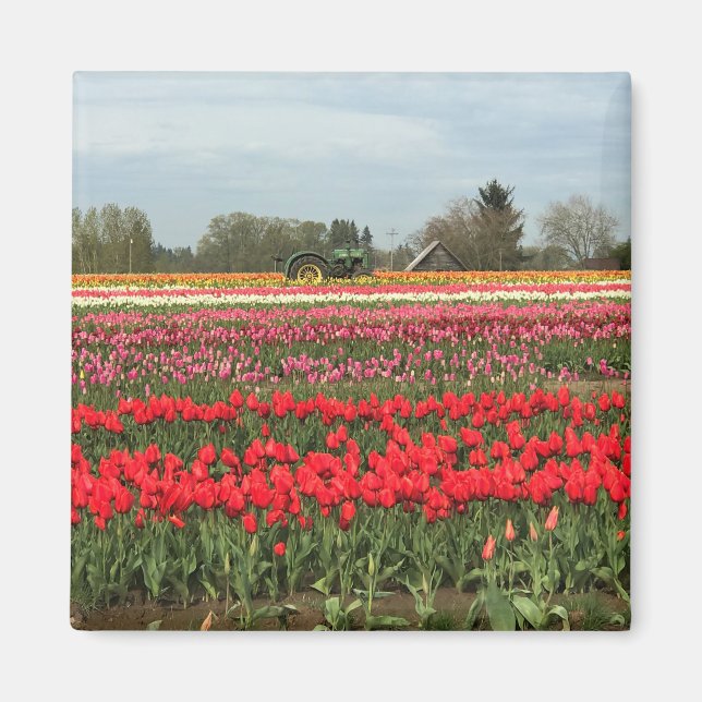 Imã Campo Tulip com Trator e Barn (Frente)