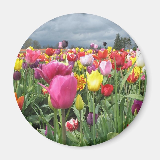 Imã Campo Tulips (Frente)