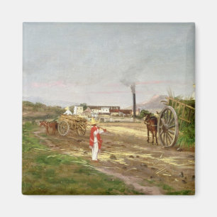 Imã Camponeses que recolhem o cana-de-açúcar