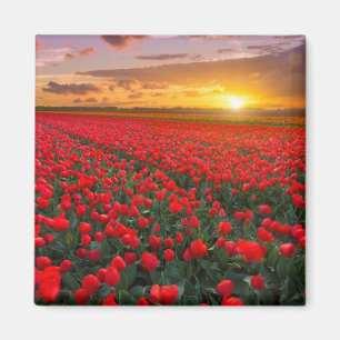 Imã Campos da tulipa no por do sol nos Países Baixos
