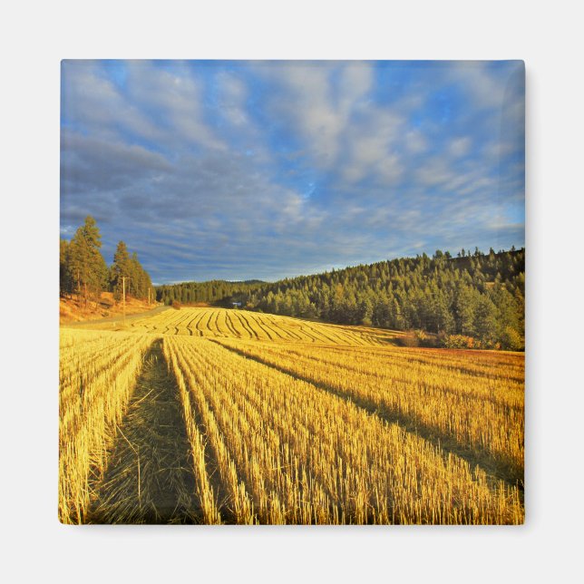 Imã Campos De Trigo Após Colheita (Frente)