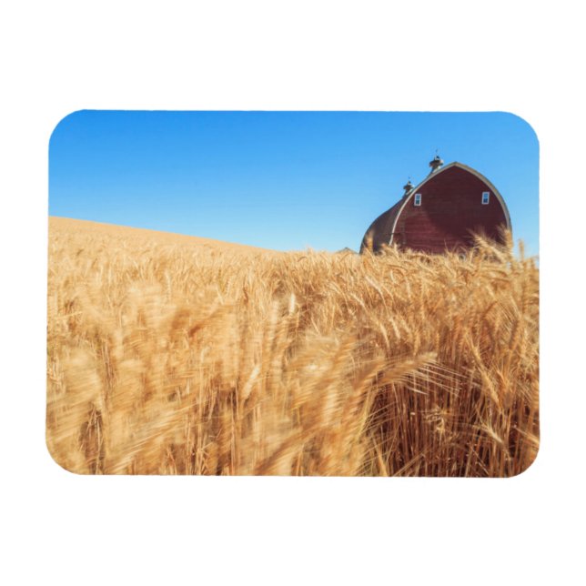 Ímã Campos de trigo de Verão, perto de Sprague, no Les (Horizontal)