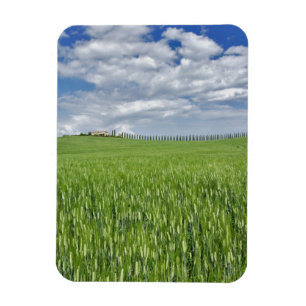 Ímã Campos de trigo e tração revestidos de uma cipre