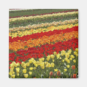 Imã Campos de Tulipa, perto de Tapanui, West Otago, Su