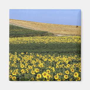 Imã Campos do girassol, Toscânia, Italia