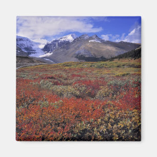 Imã Canadá, Alberta, Banff NP. Mirtilos fornecem