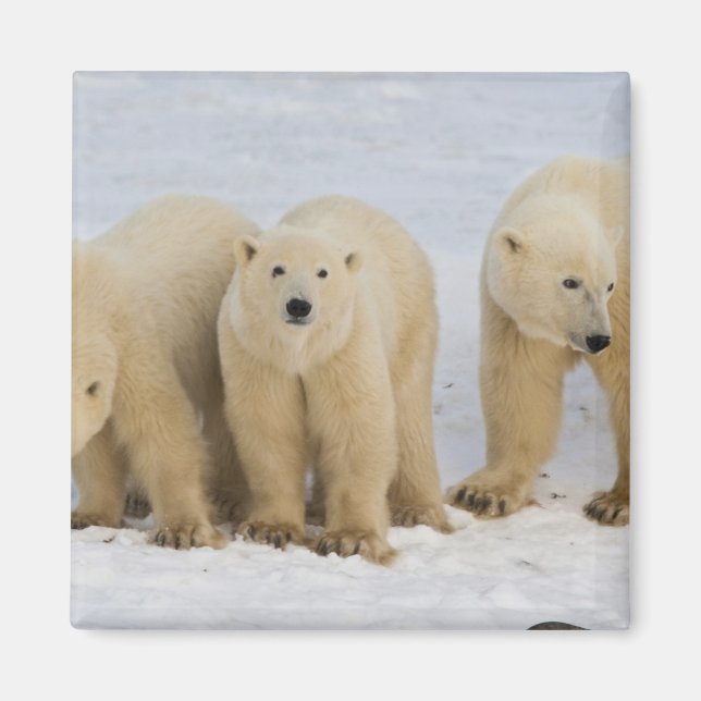 Imã Canadá, Baía de Hudson. Mãe ursa polar com dois (Frente)