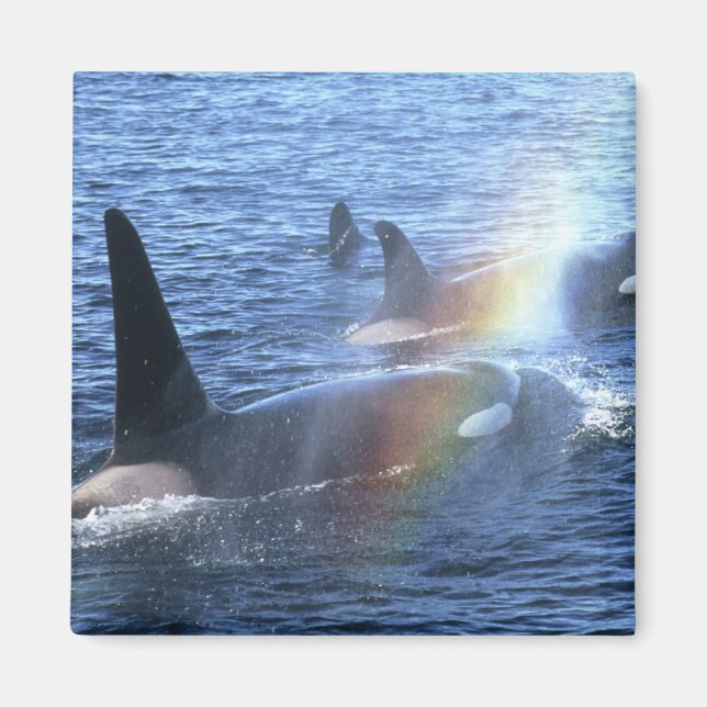 Imã Canadá, Colúmbia Britânica, Hetero Johnstone, (Frente)