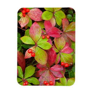 Ímã Canadá, Colúmbia Britânica, Monte Robson