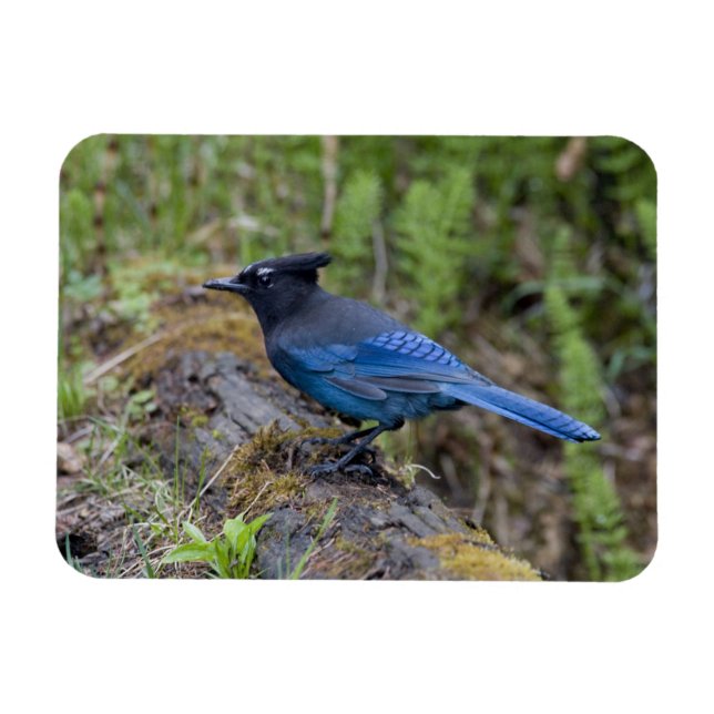 Ímã Canadá: Colúmbia Britânica, Yoho NP, charneca-azul (Horizontal)