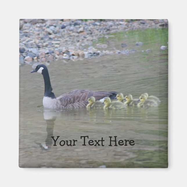 Imã Canada Geese Mãe Babies Nature Photo Magnet (Frente)