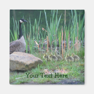 Imã Canada Geese Mom Babies Nature Photo Magnet
