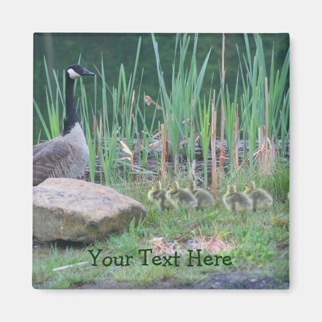 Imã Canada Geese Mom Babies Nature Photo Magnet (Frente)