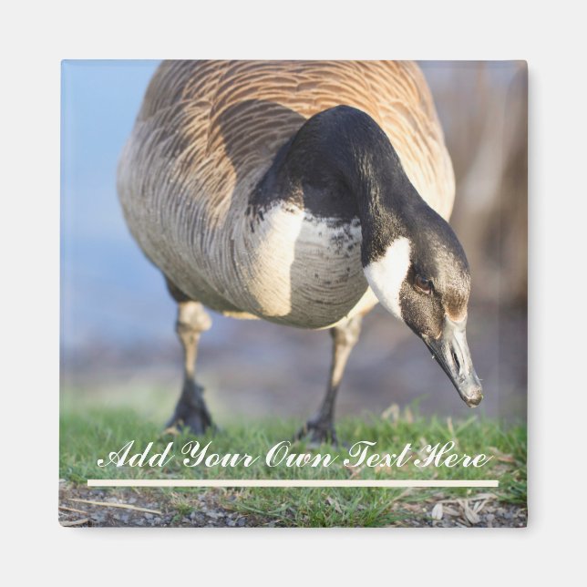 Imã Canadá Goos (Frente)