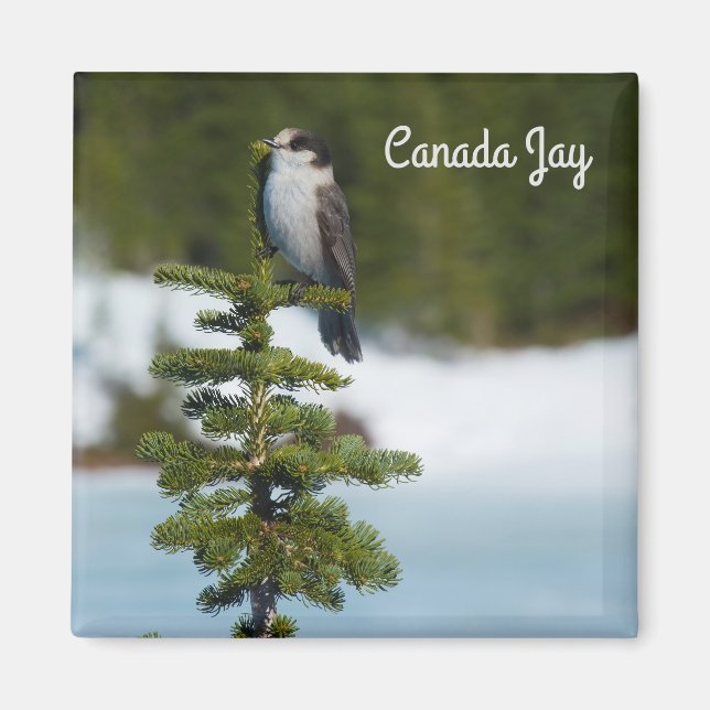 Imã Canada Jay (Frente)
