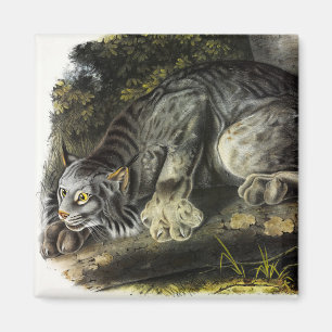 Imã Canada Lynx (Lynx Canadensis) (Lynx canadense)