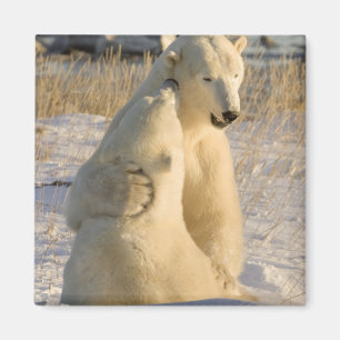 Imã Canadá, Manitoba, Baía de Hudson, Churchill.