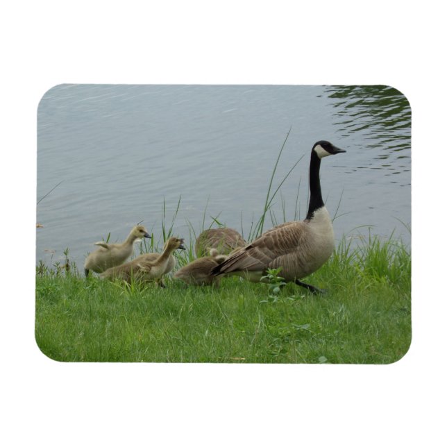 Ímã Canadian Geese Family Flexible Magnet (Horizontal)