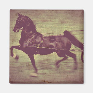 Imã Canção de Saddlebred