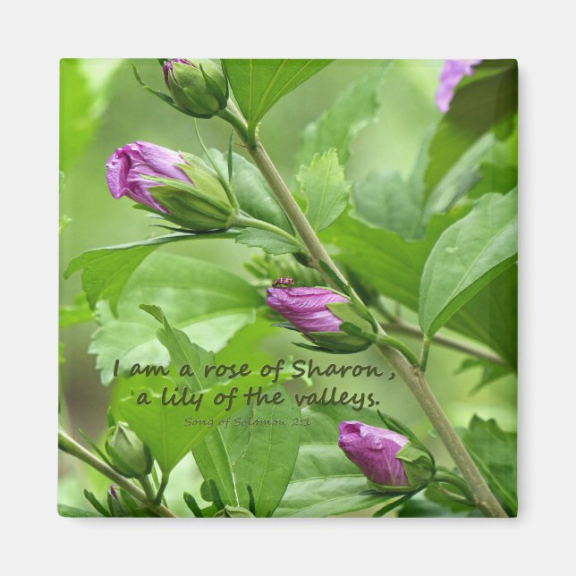 Imã Canção de Salomão 2:1 (Frente)