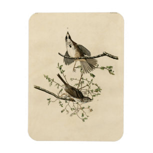 Ímã Canção Sparrow do Pássaro da América de Audubon