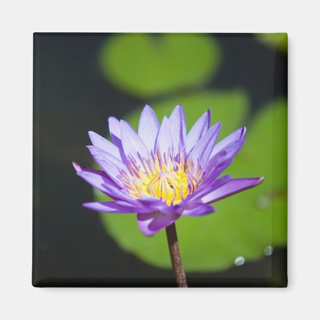 Imã Cancun, México (Frente)