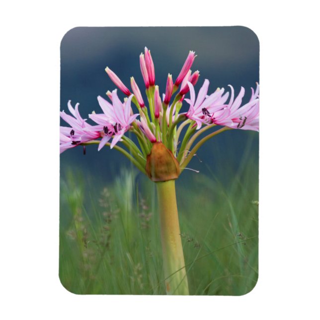 Ímã Candelabra Flower (Brunsvigia Radulosa), Umgeni (Vertical)