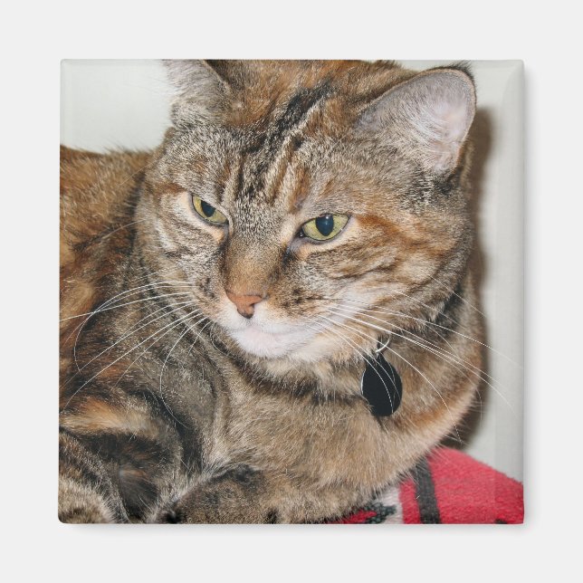 Imã Canela do Gato (Frente)