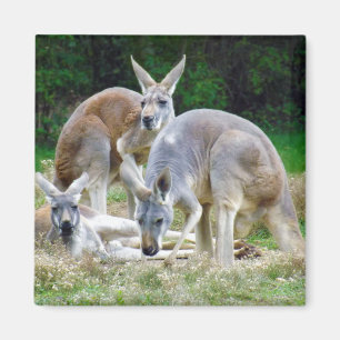 Imã Cangurus australianos que relaxam no Sun