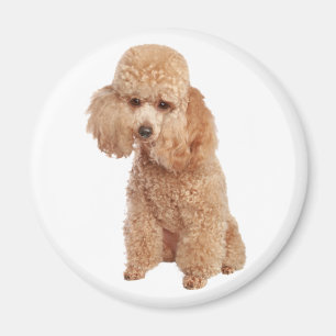 Imã Caniche