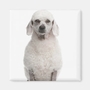 Imã Caniche (bebê de um ano)