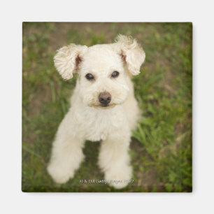 Imã Caniche (branca)