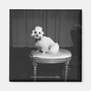 Imã Caniche branca que senta-se no tamborete B&W