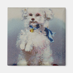 Imã Caniche com fita azul