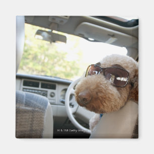 Imã caniche padrão 3