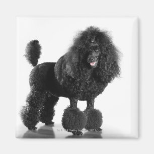 Imã Caniche preta aparada