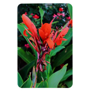 Ímã Cannas of Beauty
