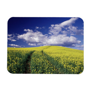 Ímã Canola amarela no condado de Whitman, estado de Wa