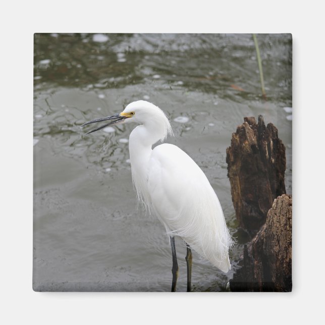 Imã Cantando Snowy Egret (Frente)