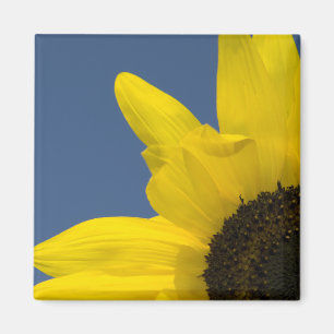 Imã Canto amarelo e azul do girassol