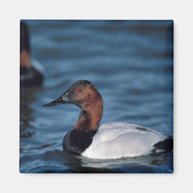 Imã Canvasback drake (Frente)