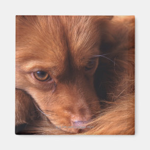 Imã cão