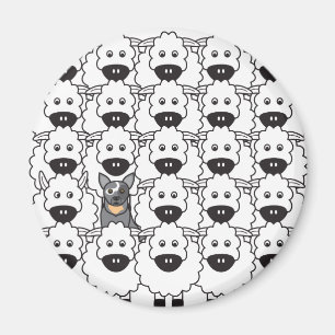 Imã Cão australiano do gado nos carneiros