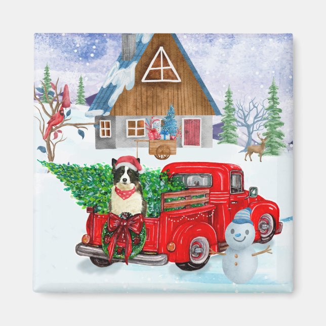 Imã Cão Border Collie em Caminhão de Entrega de Natal  (Frente)