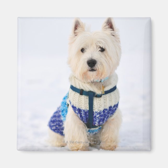 Imã Cão branco com roupas na neve. (Frente)