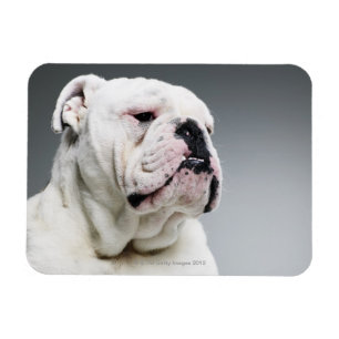 Ímã Cão branco de Bull