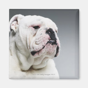 Imã Cão branco de Bull