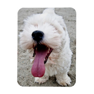 Ímã Cão branco do filhote de cachorro feliz, malteese